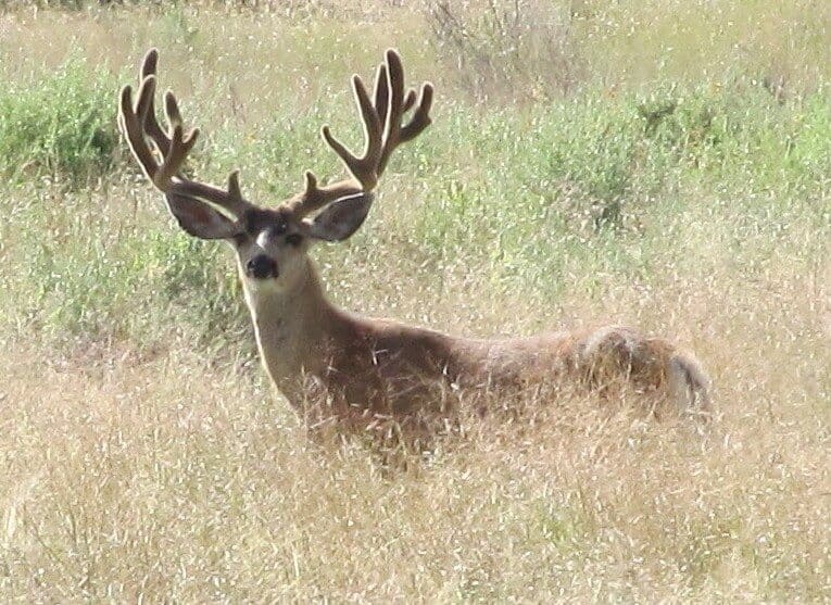 rifle Mule Deer hunts new mexico